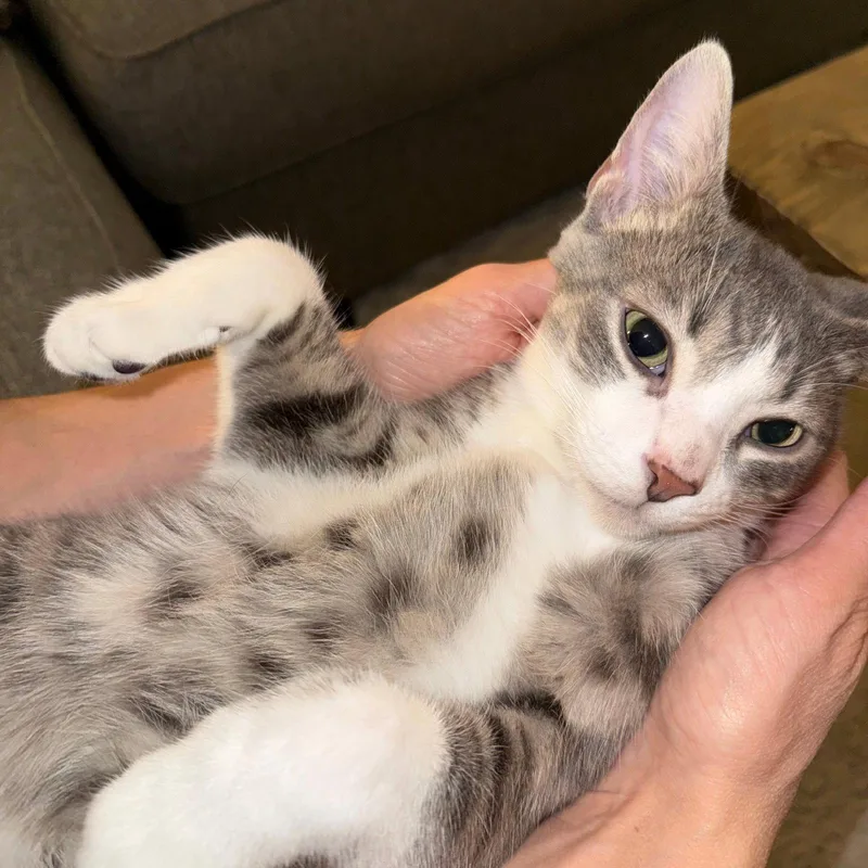 Brutus lookinglove thumbnail 3