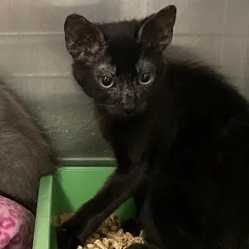 A baby small-sized female Black Domestic Short Hair cat named Rion for adoption in Port Charlotte, FL