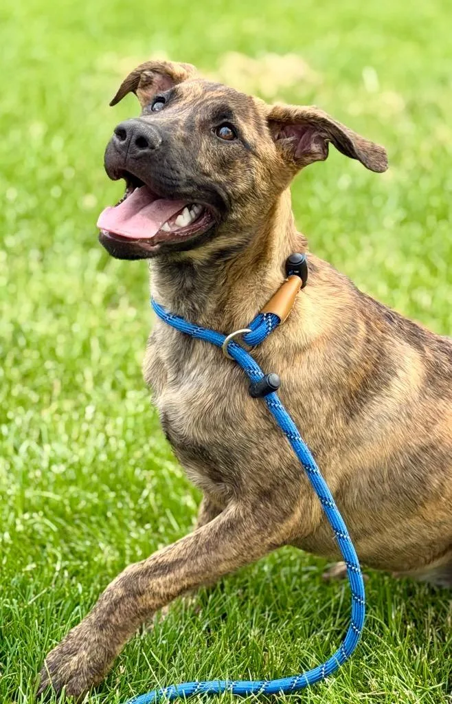 A baby medium-sized female Terrier dog named Julia for adoption in Wintersville, OH