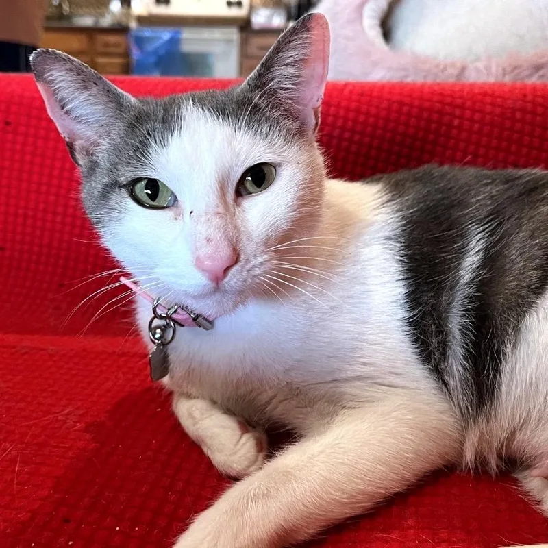 An adult medium-sized female White Domestic Short Hair cat named Sangria for adoption in Howard beach, NY