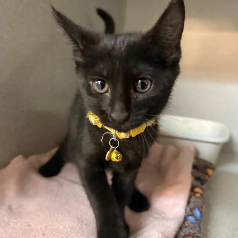 A young medium-sized male Black Domestic Short Hair cat named Harvey for adoption in Greensboro, NC