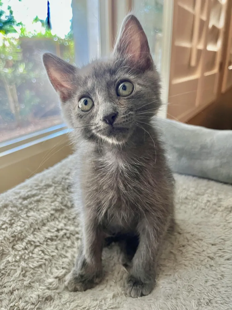 A baby small-sized female Gray / Blue / Silver Domestic Short Hair cat named Aspen Furest for adoption in Chandler, AZ