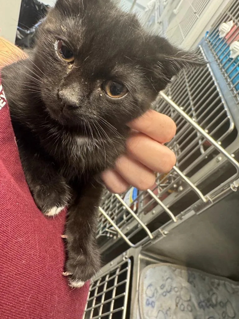 A baby small-sized male Domestic Short Hair cat named Boris for adoption in New Kensington, PA