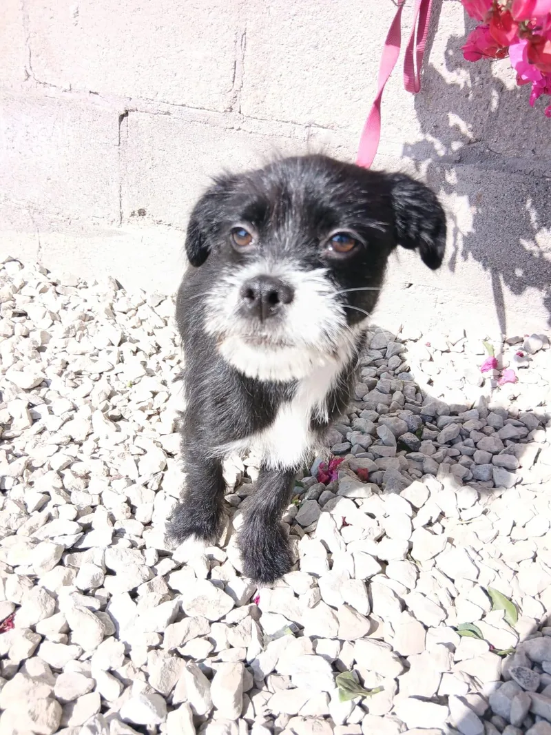 A young small-sized female Black Terrier dog named Paris for adoption in Los Angeles, CA
