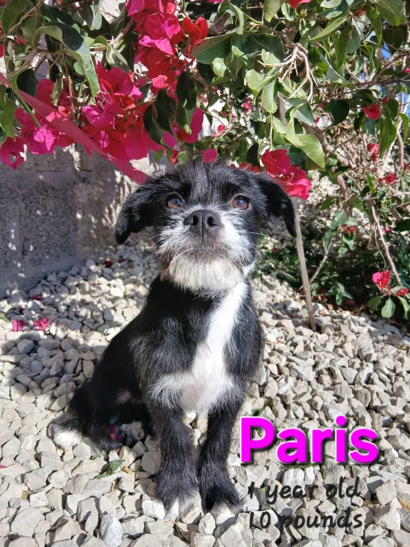Paris thumbnail 3