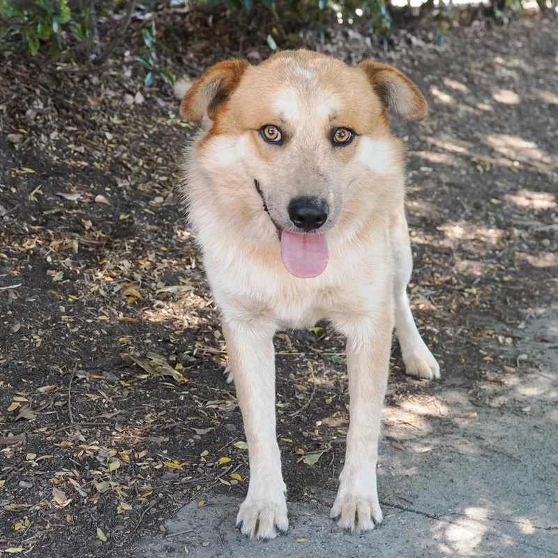 An adult medium-sized male Red / Chestnut / Orange Australian Shepherd dog named Buster Brown for adoption in Point Richmond, CA