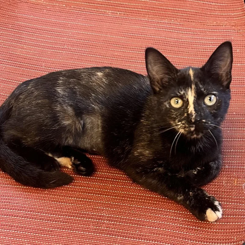 A baby small-sized female Tortoiseshell Domestic Short Hair cat named Sabrina Carpenter for adoption in Rocky Mount, VA