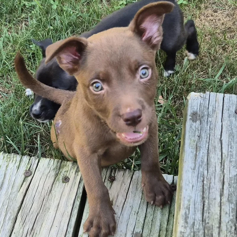 A baby medium-sized male Terrier dog named Aaron for adoption in Ellicott City, MD