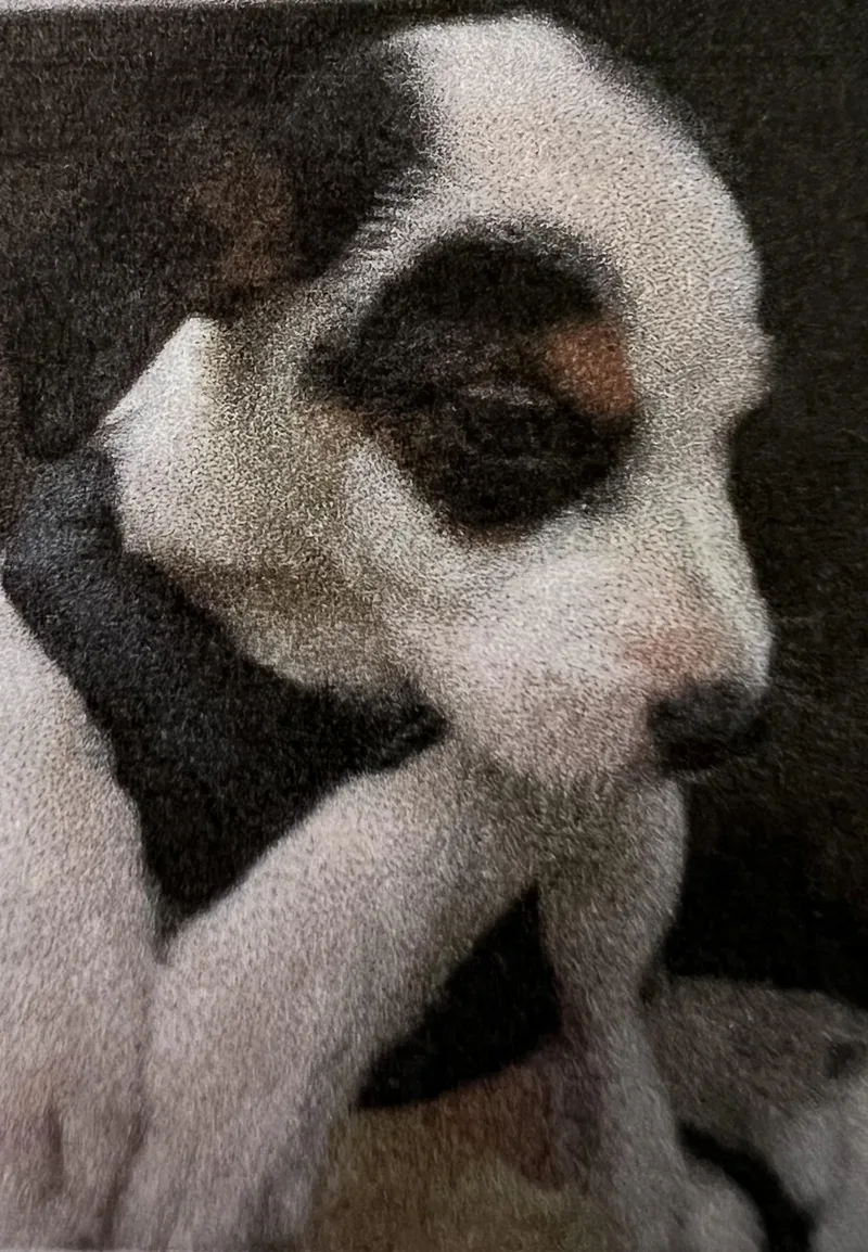 A baby medium-sized male Tricolor (Brown, Black, & White) Mixed Breed dog named Gunther for adoption in New Windsor, NY