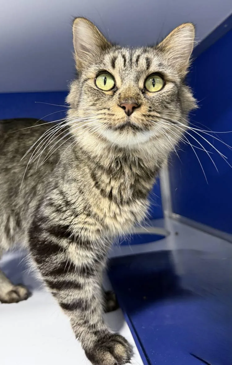 An adult medium-sized female Domestic Medium Hair cat named Francine Delacroix for adoption in Colorado Springs, CO