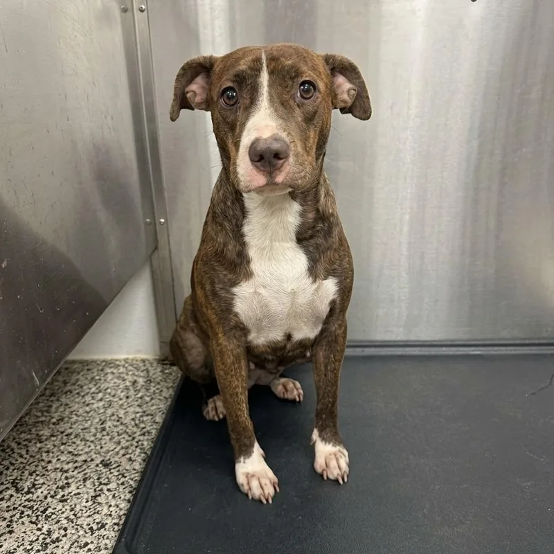 An adult medium-sized female Brindle Mixed Breed dog named Pearl Oyster for adoption in Fredericksburg, VA