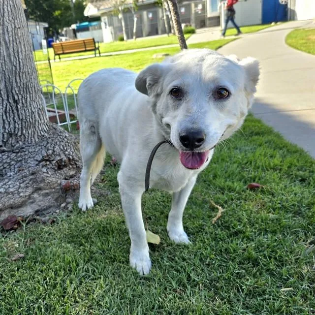 An adult large-sized male Labrador Retriever dog named Dapper for adoption in Long Beach, CA