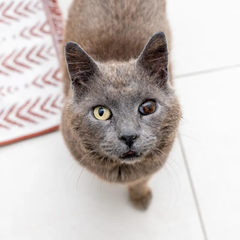 An adult small-sized male Brown / Chocolate Domestic Short Hair cat named Coventry for adoption in New York, NY
