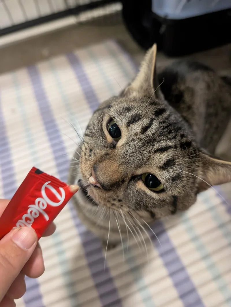 A young medium-sized male Tabby (Brown / Chocolate) Domestic Short Hair cat named Pebbles for adoption in Columbus, OH