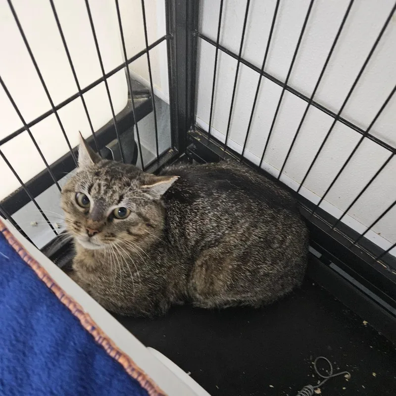 An adult small-sized male Brown / Chocolate Domestic Short Hair cat named Eberhard for adoption in Ridgely, MD