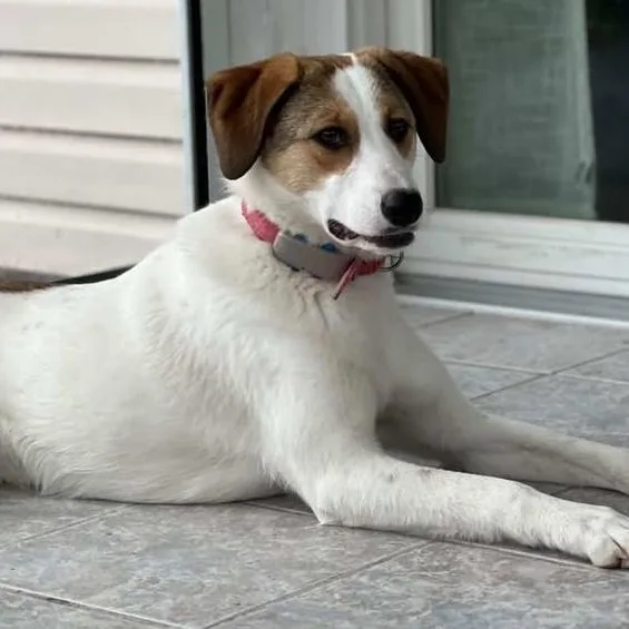 A young medium-sized female White / Cream Labrador Retriever dog named Layla for adoption in Morristown, NJ