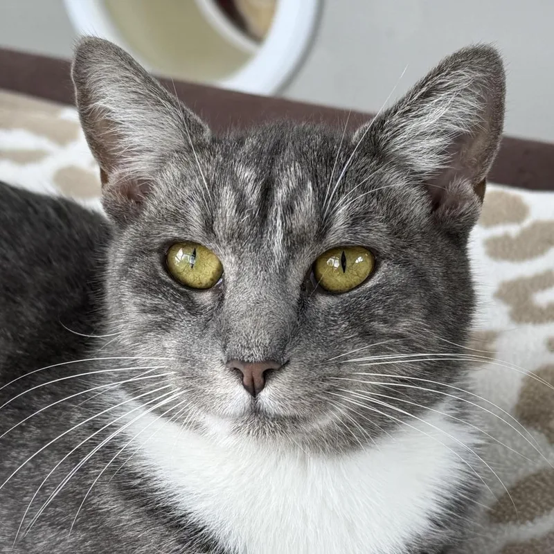 An adult medium-sized female Gray / Blue / Silver Domestic Short Hair cat named Jinx for adoption in Chapel Hill, NC