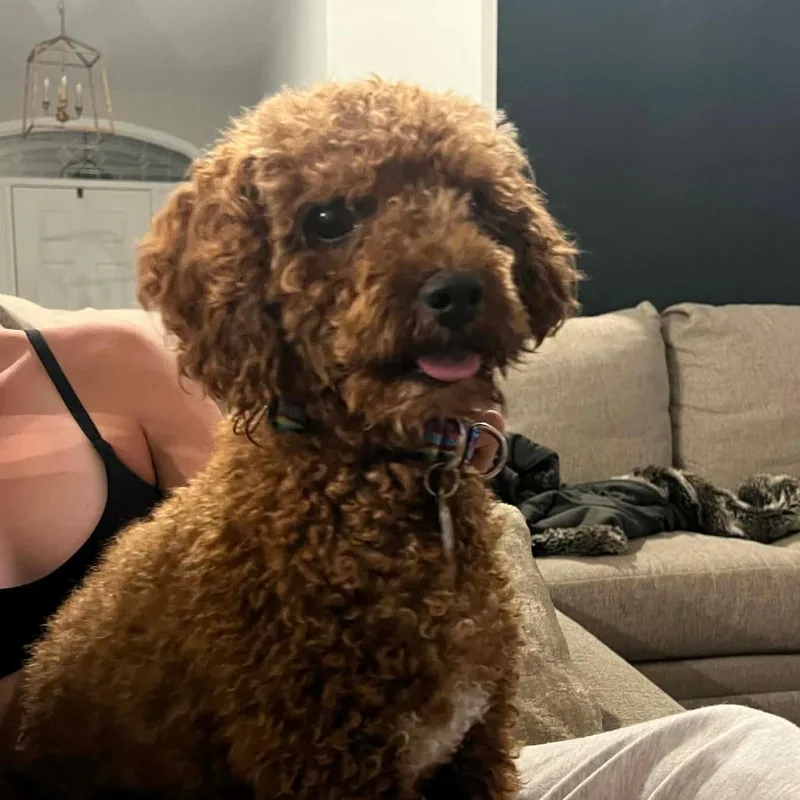 An adult small-sized male Apricot / Beige Havanese dog named Noodle for adoption in Sinking Spring, PA