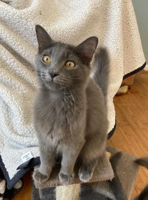 A young medium-sized male Gray / Blue / Silver Domestic Short Hair cat named Ash for adoption in Franklinville, NJ