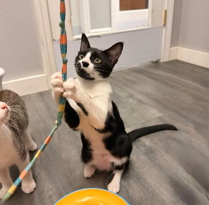 A baby small-sized female Black & White / Tuxedo Domestic Short Hair cat named Flute for adoption in Hudson, NH