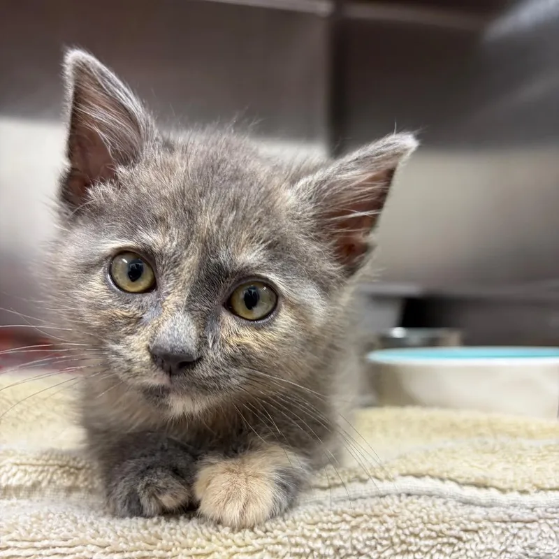 A baby small-sized female Calico Domestic Short Hair cat named Nettie for adoption in Newark, NJ
