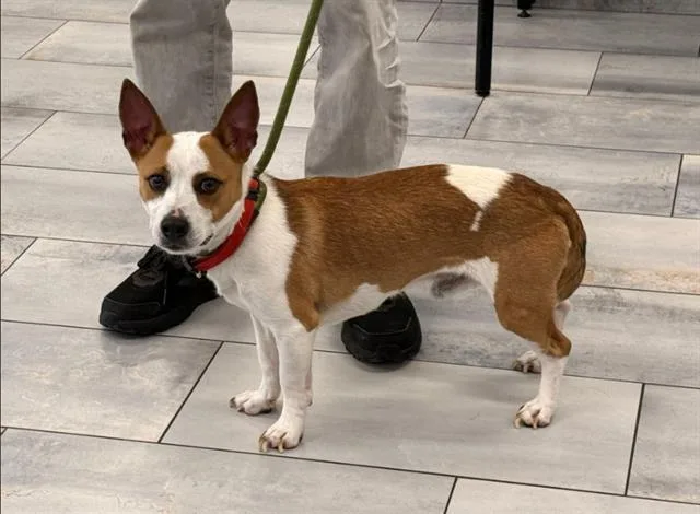 An adult small-sized male Mixed Breed dog named Justin for adoption in Charlotte, NC