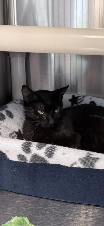 An adult small-sized female Domestic Short Hair cat named Talladega for adoption in Venice, FL