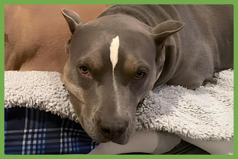 Neela thumbnail 4