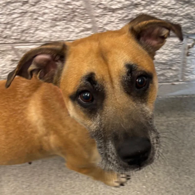 An adult medium-sized female Yellow / Tan / Blond / Fawn Mixed Breed dog named Rose for adoption in Naperville, IL