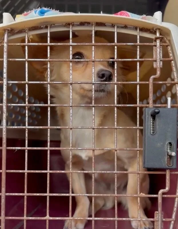 Lemon Drop thumbnail 3