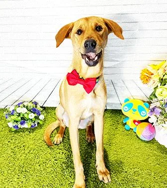 A young medium-sized male Brown / Chocolate Labrador Retriever dog named Cam for adoption in Castro Valley, CA