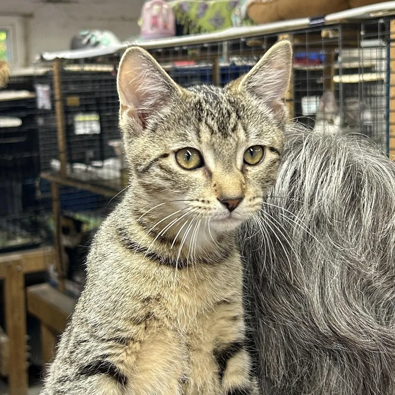 A baby small-sized female Tabby (Brown / Chocolate) Domestic Short Hair cat named Sandy for adoption in Avon Lake, OH