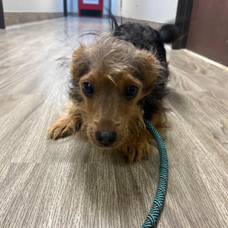 A young small-sized male Yorkshire Terrier dog named Gimli for adoption in San Jacinto, CA