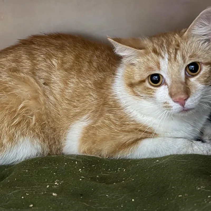 An adult medium-sized male Orange / Red Domestic Short Hair cat named Feelicks for adoption in Madisonville, KY