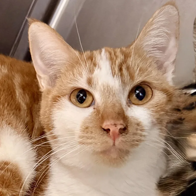 A young medium-sized female Domestic Short Hair cat named Pumpkin Pie for adoption in Palm Springs, CA