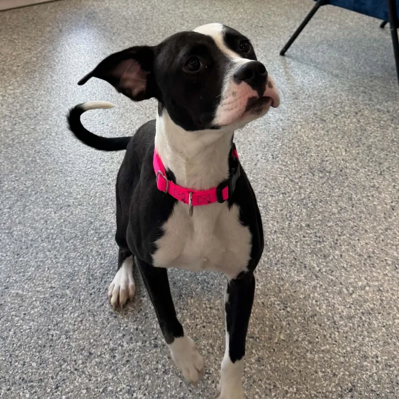 A baby medium-sized female Terrier dog named Bikini for adoption in Danbury, CT