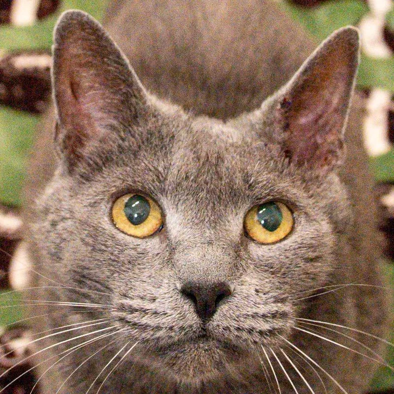 An adult large-sized male Gray / Blue / Silver Domestic Short Hair cat named Reginald for adoption in Kennebunk, ME