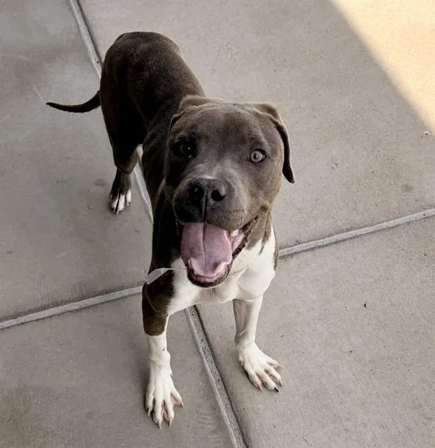 A young medium-sized male Pit Bull Terrier dog named Milo for adoption in Denver, CO