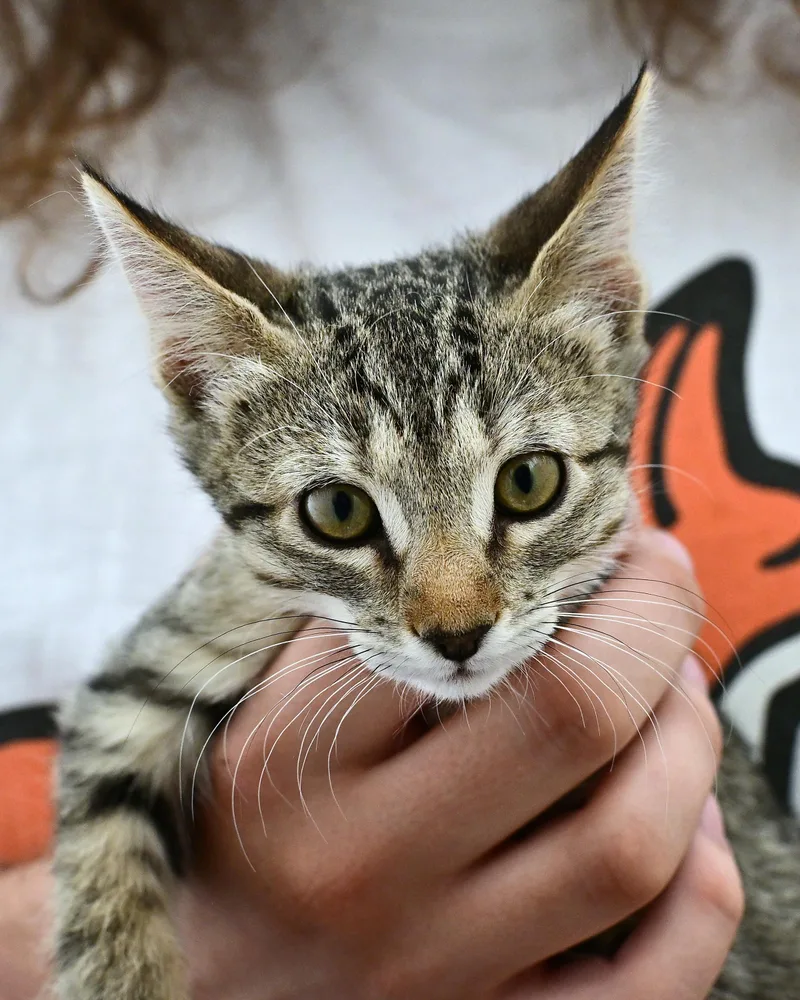 A baby medium-sized female Domestic Short Hair cat named Toni for adoption in Corrales, NM