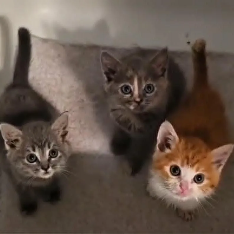 A baby small-sized male Orange / Red Domestic Short Hair cat named Fire for adoption in Hemet, CA