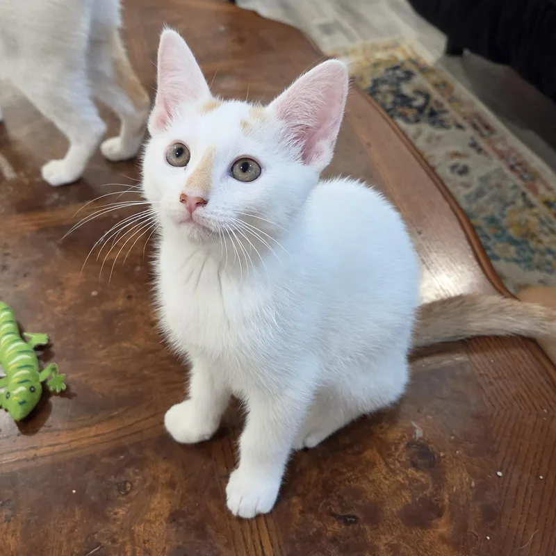 Lychee thumbnail 3