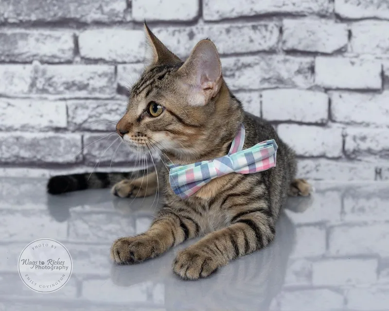 A baby medium-sized male Tabby (Gray / Blue / Silver) Domestic Short Hair cat named Waffles for adoption in Tuscaloosa, AL