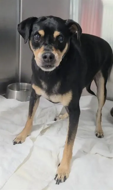 A senior small-sized male Manchester Terrier dog named Hugo for adoption in Fort Lauderdale, FL