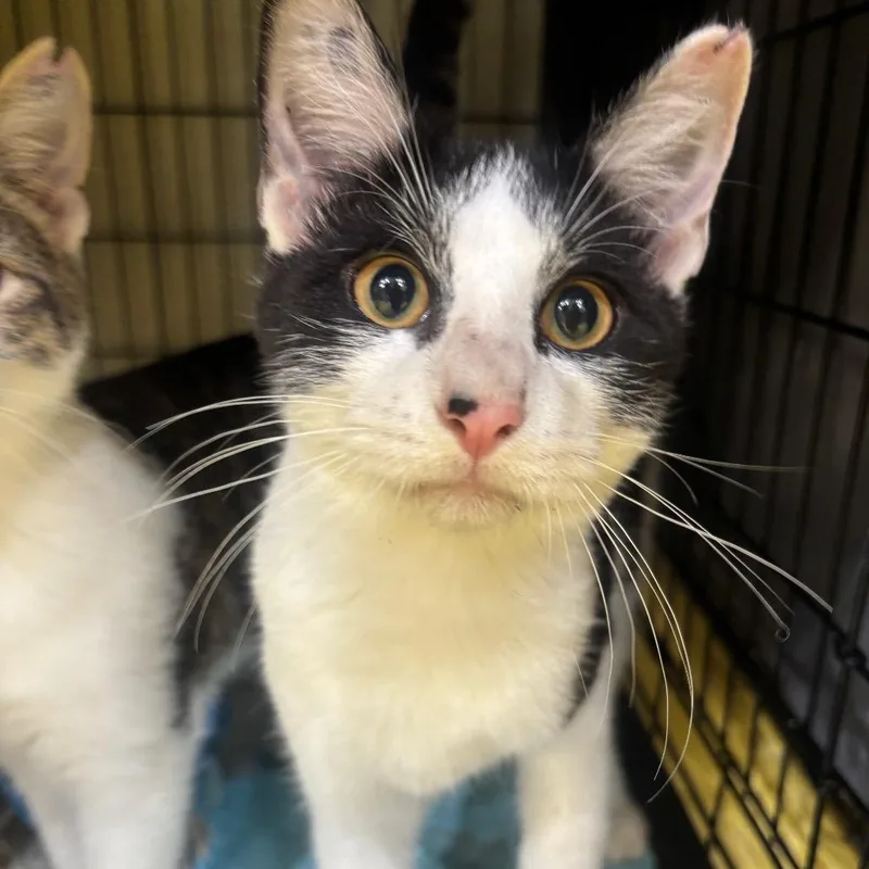 A young small-sized male White Domestic Short Hair cat named Ford for adoption in Midland, TX