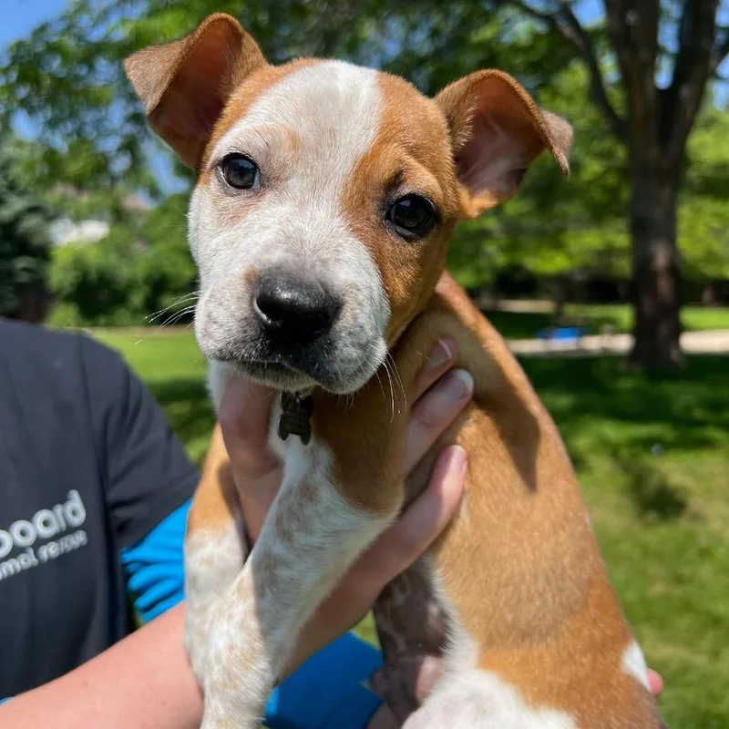Duke thumbnail 6