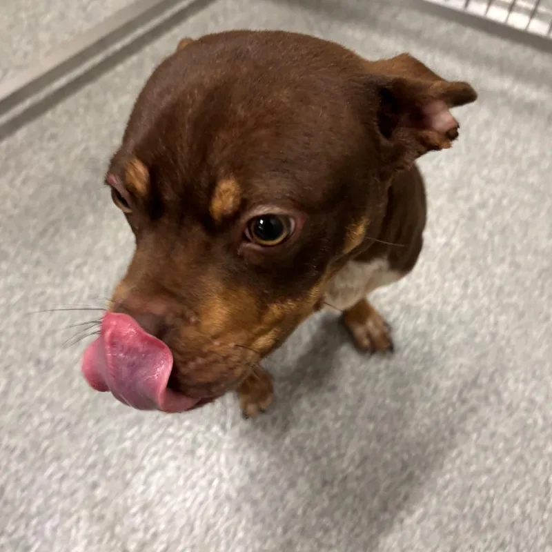 A baby medium-sized female Red / Chestnut / Orange Mixed Breed dog named Cherry for adoption in Hinsdale, IL