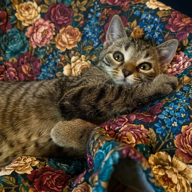 A baby medium-sized female Tabby (Buff / Tan / Fawn) Domestic Short Hair cat named Venus for adoption in Whitestown, IN