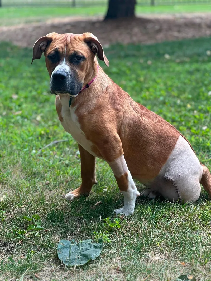 A young large-sized female Saint Bernard dog named Churro TRIPOD for adoption in Oxford, MI
