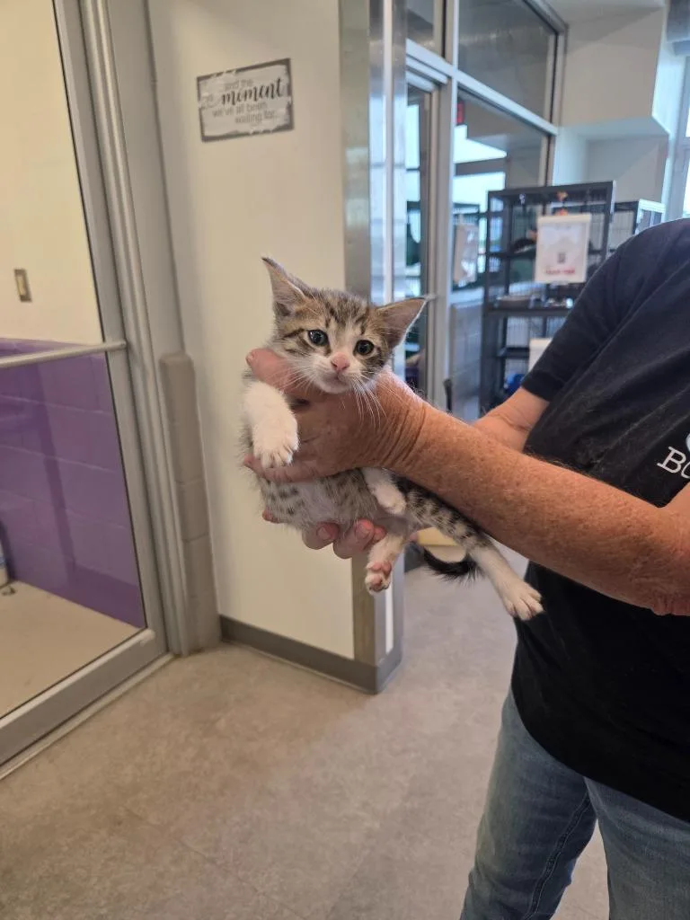 A baby small-sized male Domestic Short Hair cat named Cosmo for adoption in Bossier City, LA