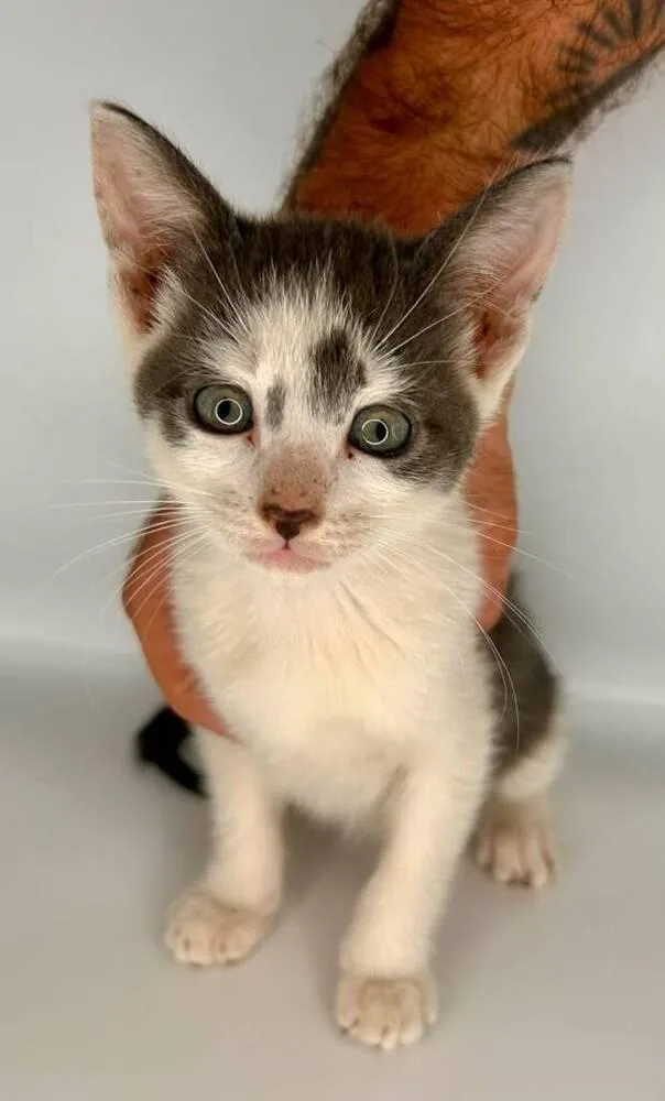 A baby small-sized female Gray & White Domestic Short Hair cat named Bluey for adoption in Milton, DE